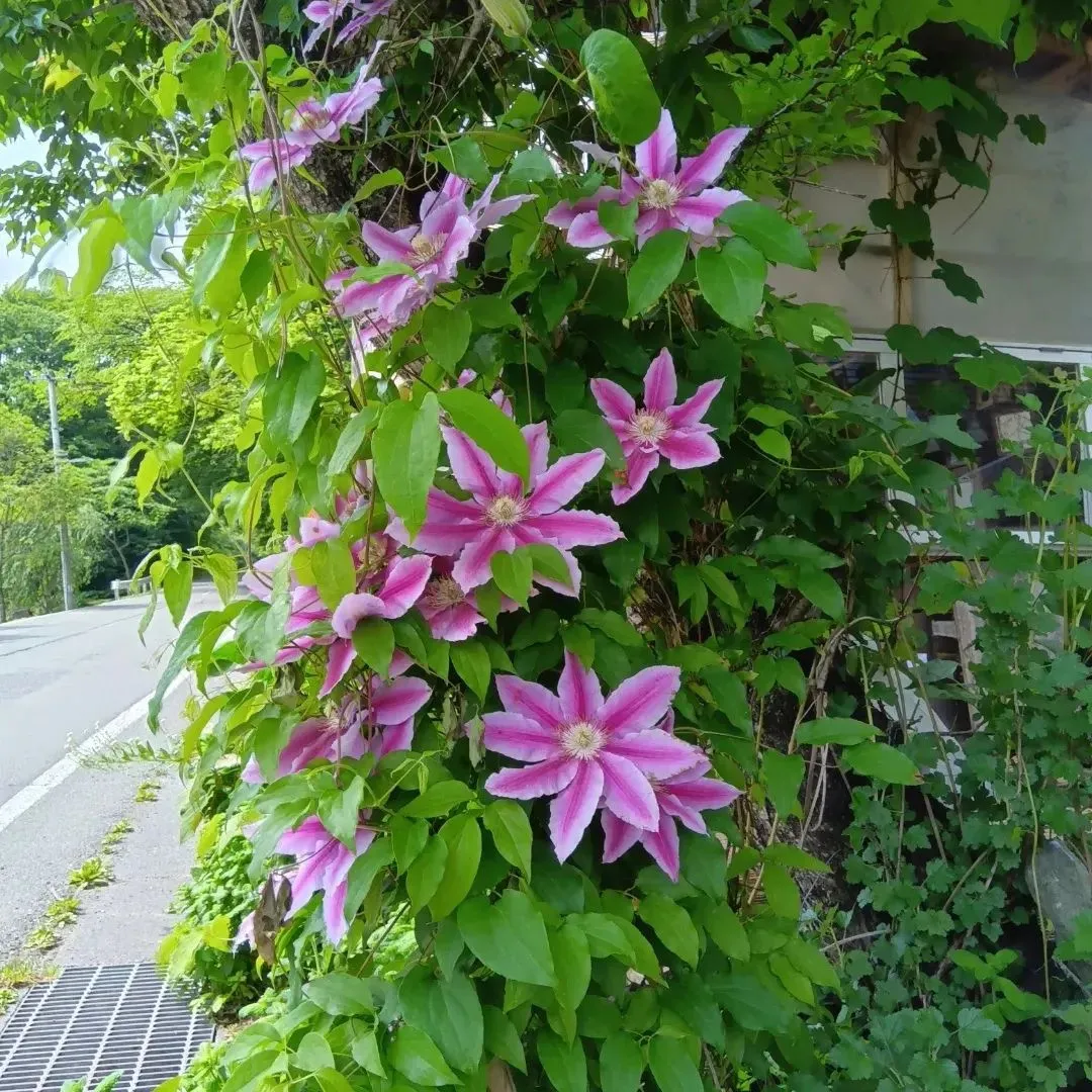 おひさま☀️クラブ お茶会