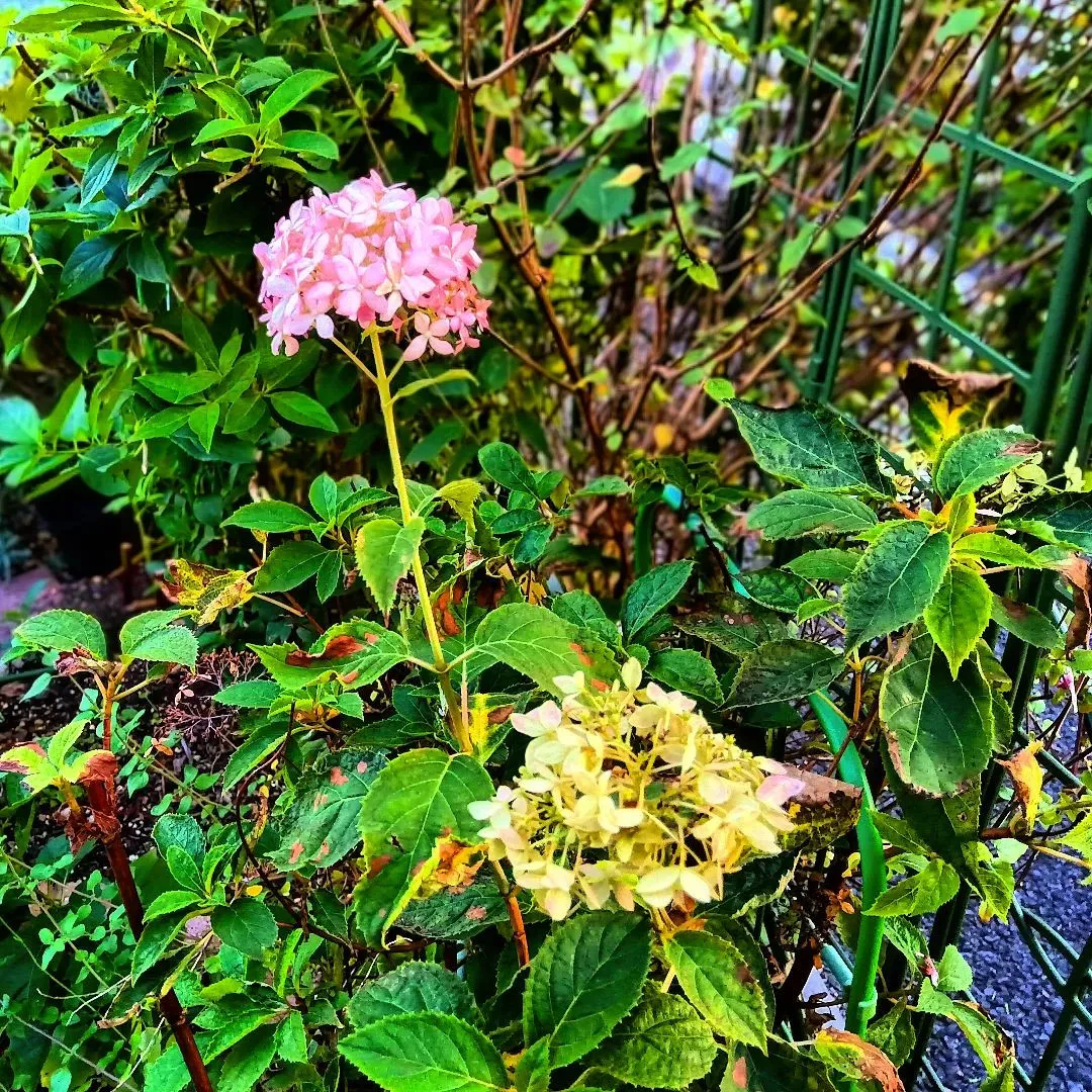 おひさま☀️クラブ お茶会