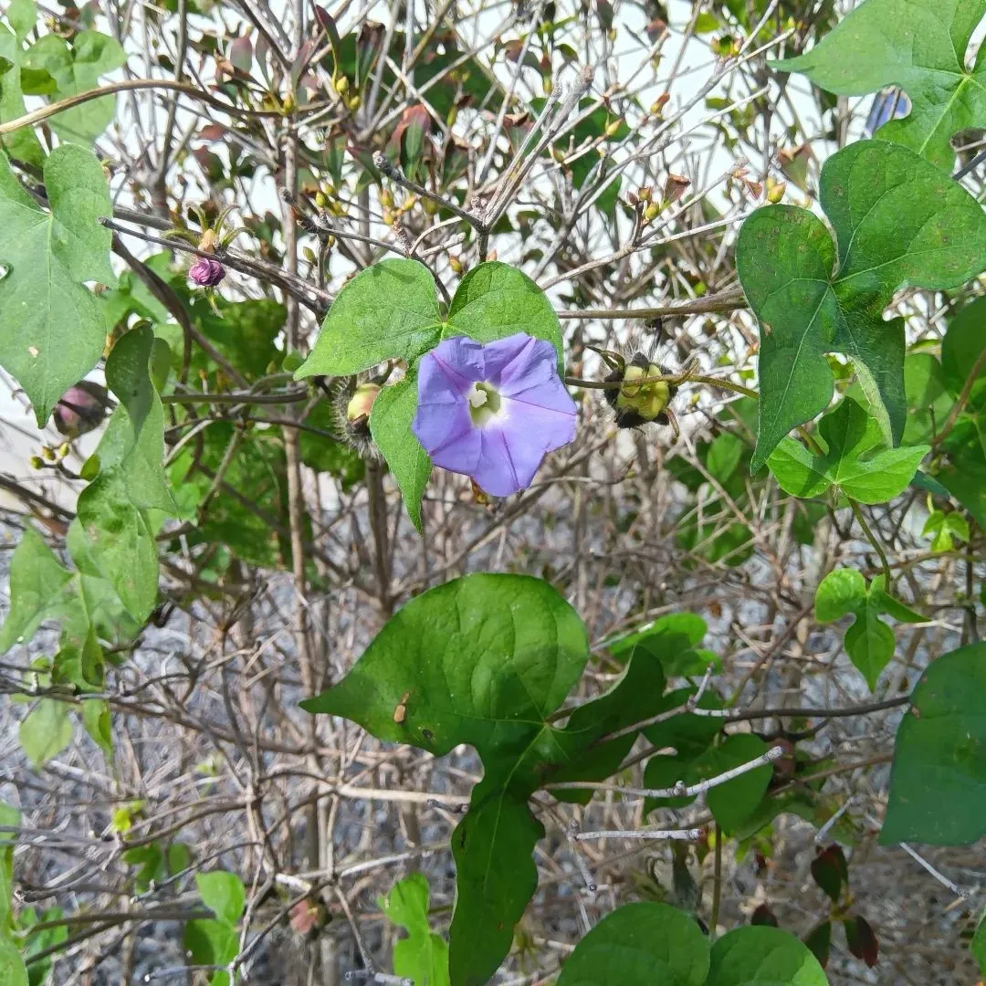 おひさま☀️お茶会