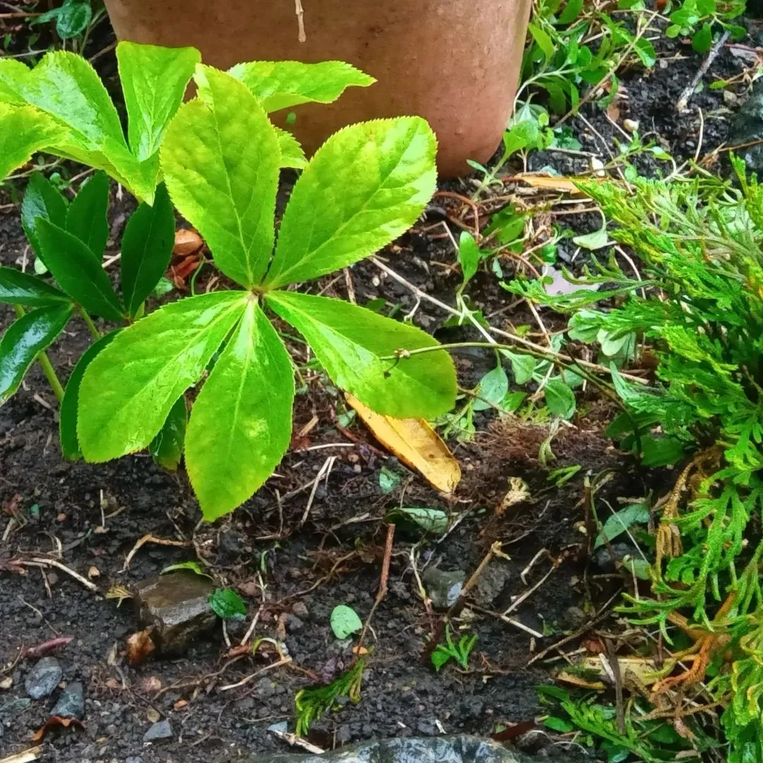 おひさま☀️お茶会